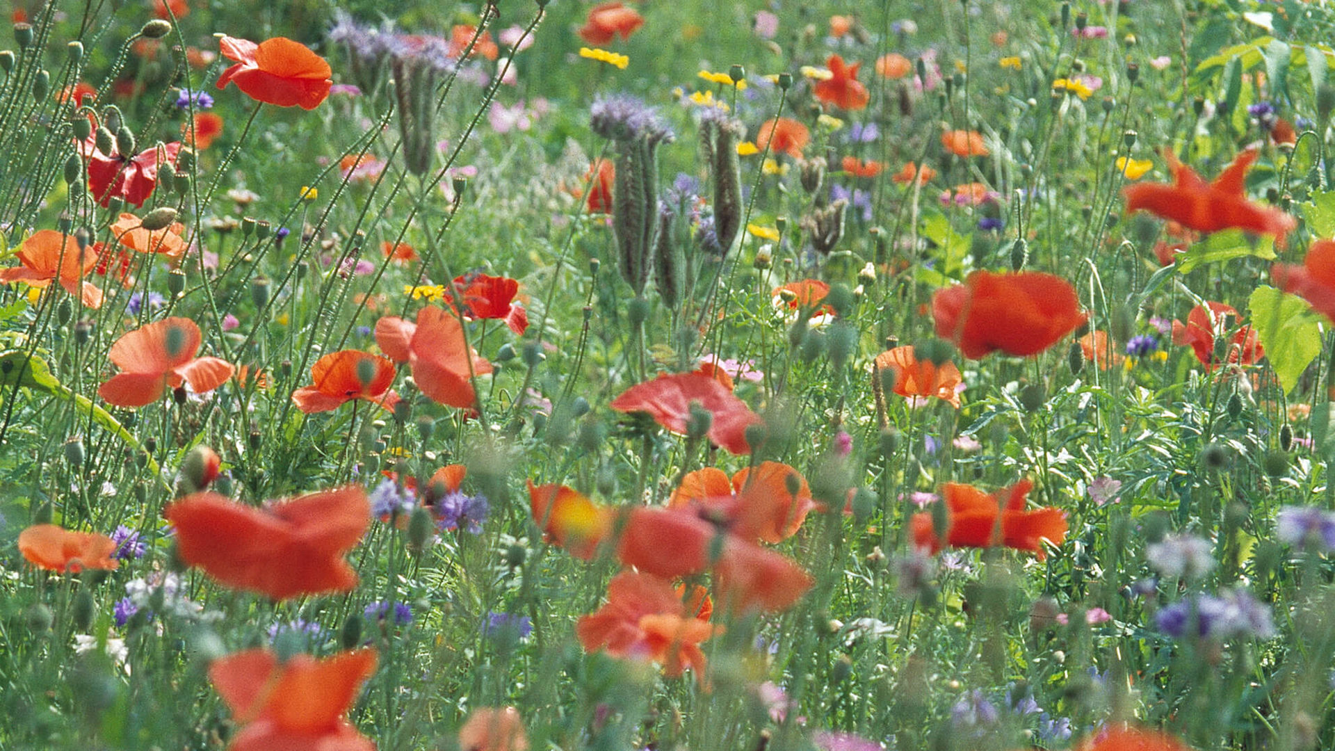 Bunte Blumenwiese im Sommer im Park des Seehotel am Neuklostersee